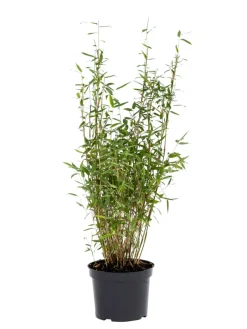 Bambus 'Rufa/Simba' 23 cm
