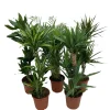 Grønne planter miks Ø24 x 110–130 cm