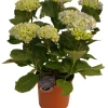 Hortensia 21 cm potte