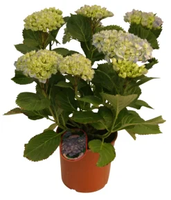 Hortensia 21 cm potte