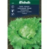 Isbergsalat 'Calmar'