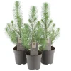 Pinje Silver Crest i 10,5 cm potte