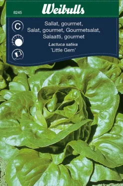 Salat, gourmet 'Little Gem'