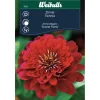 Zinnia Elegans 'Scarlet Flame'